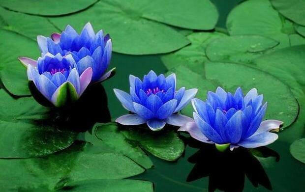 Blue Lotus Flower