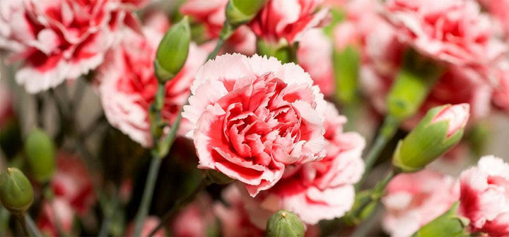 Carnation Flowers