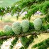 Cedarwood Oil Atlas fruits