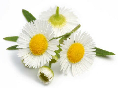 Chamomile Oil (Roman) - Essential Oils Company