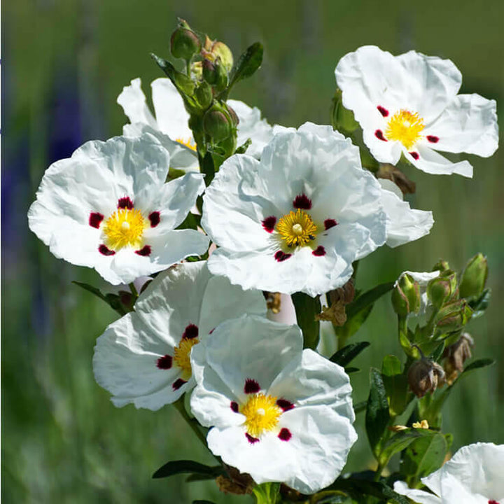 Cistus Flowers