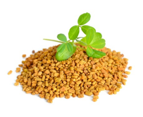 Fenugreek Co2 Extract Oil - Essential Oils Company