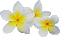 Frangipani Absolute - Essential Oils Company