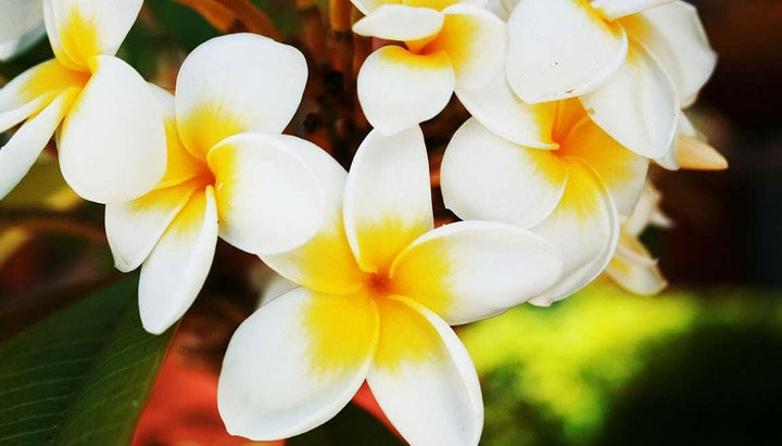 Frangipani Absolute - Essential Oils Company