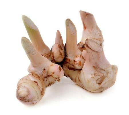 Galangal Oil - Essential Oils Company