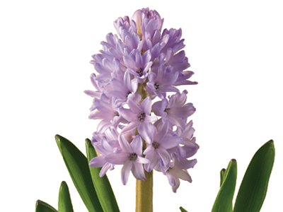 Hyacinth Absolute - Essential Oils Company