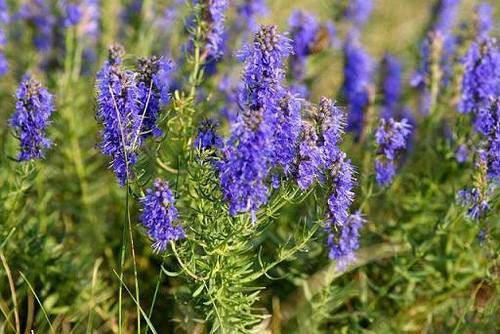 Hyssop Oil - Essential Oils Company