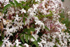 Jasmine Grandiflorum - Essential Oils Company