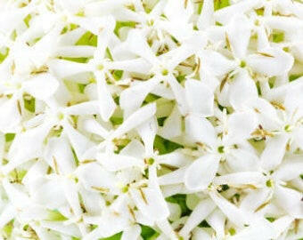 Jasmine Grandiflorum - Essential Oils Company