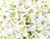 Jasmine Grandiflorum - Essential Oils Company