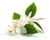 Jasminum Auriculatum Absolute - Essential Oils Company