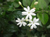 Jasminum Auriculatum Absolute - Essential Oils Company