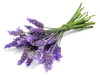 Lavender Oil Pure (Kashmir) - Essential Oils Company