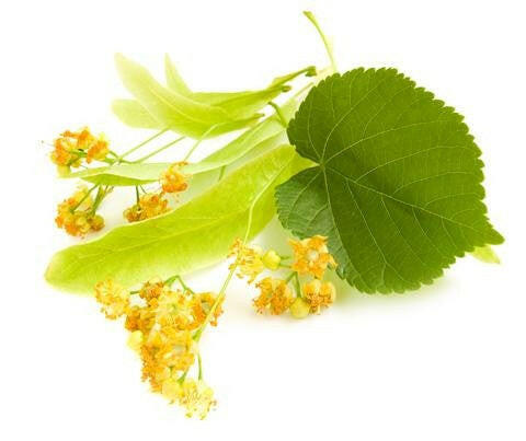 Linden Blossom Absolute - Essential Oils Company