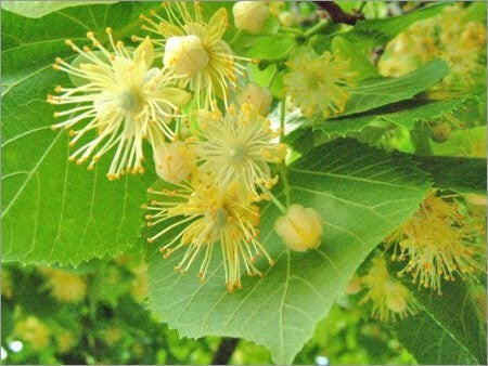 Linden Blossom Absolute - Essential Oils Company