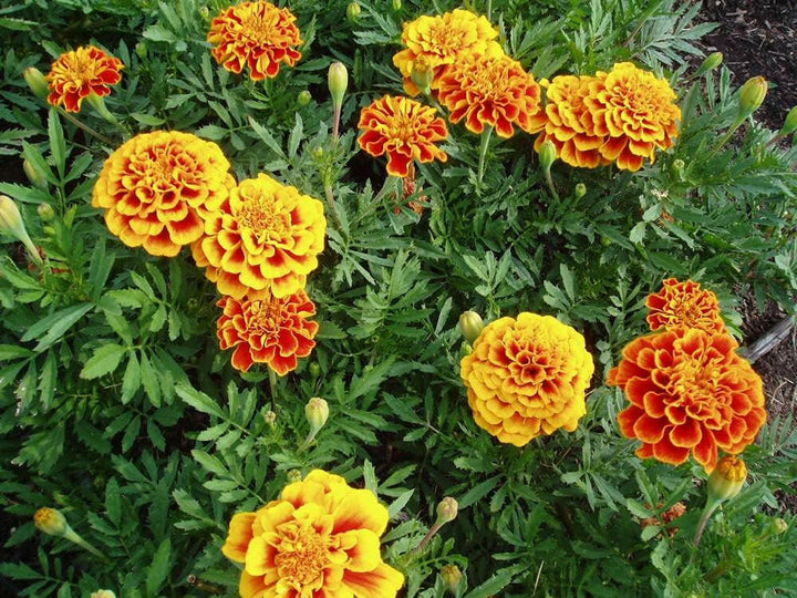 Marigold Oil - Essential Oils Company