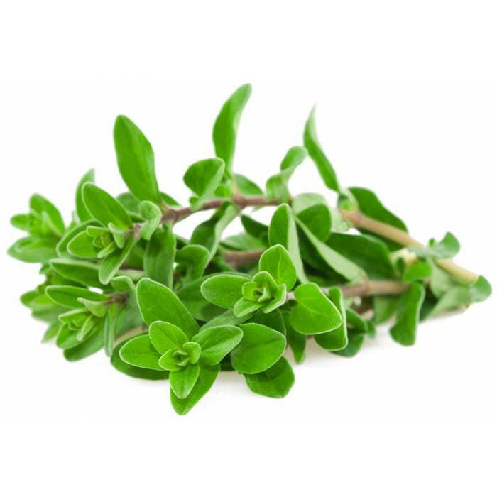 Marjoram Oil - Essential Oils Company