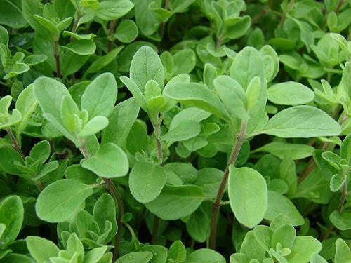 Marjoram Oil - Essential Oils Company