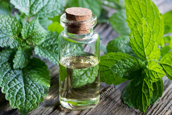 Melissa Oil (Lemon Balm) - Essential Oils Company