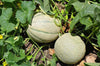 Muskmelon Oil - Essential Oils Company