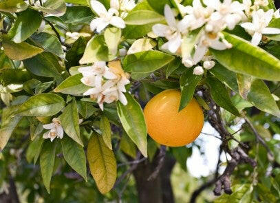 Neroli Oil - Essential Oils Company