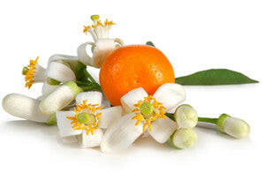 Neroli Oil - Essential Oils Company