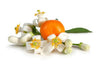 Orange Blossom Absolute - Essential Oils Company