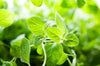 Oregano Oil - Essential Oils Company