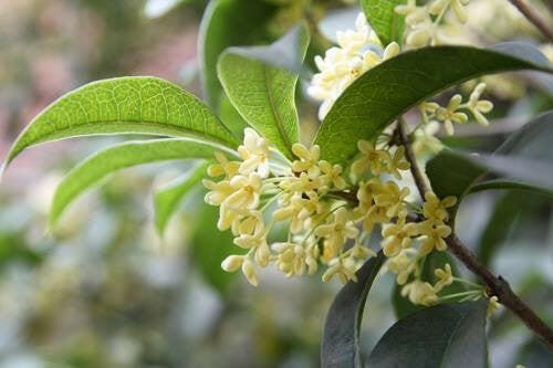 Osmanthus Absolute - Essential Oils Company