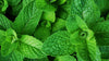 Peppermint leaf