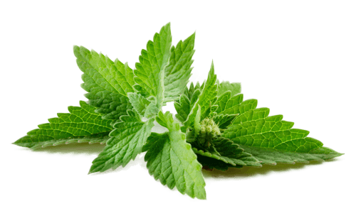 Peppermint Oil Buy Leaf