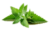 Peppermint Oil Buy Leaf