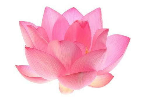 Pink Lotus Absolute - Essential Oils Company