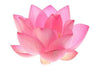 Pink Lotus Absolute - Essential Oils Company