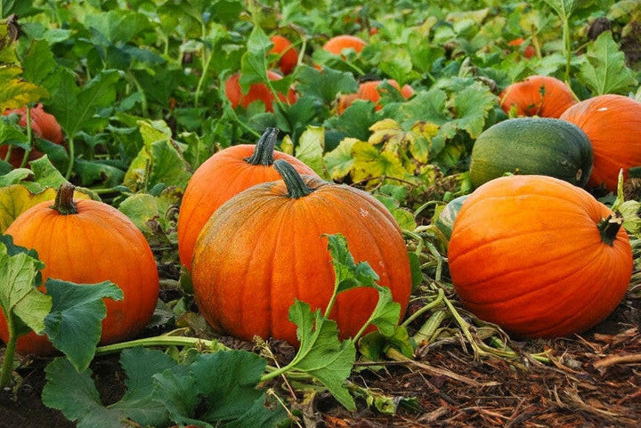 Pumpkin Seed oil - Essential Oils Company