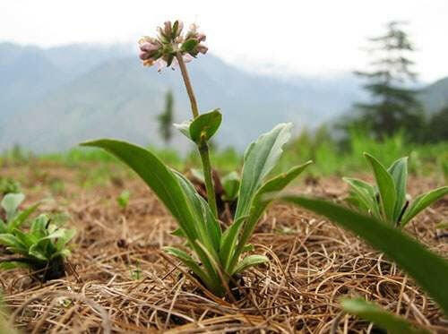 Spikenard Oil - Essential Oils Company