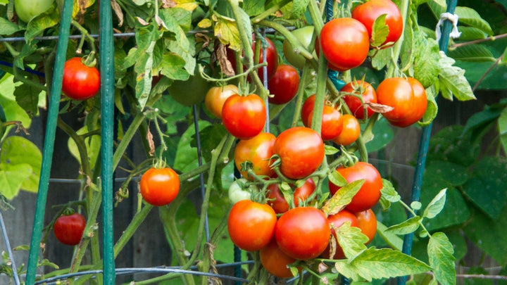 Tomato Seed Oil - Essential Oils Company