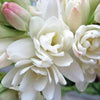 Tuberose Absolute - Essential Oils Company