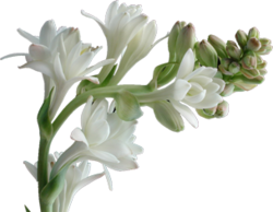 Tuberose Absolute - Essential Oils Company