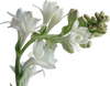 Tuberose Absolute - Essential Oils Company