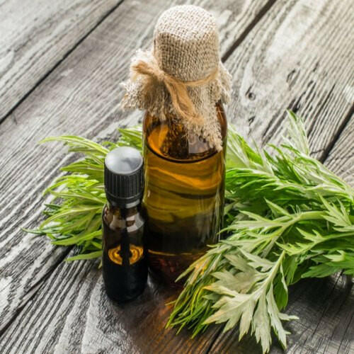 Wormwood Oil - Essential Oils Company