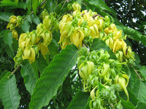 Ylang Ylang Oil - Essential Oils Company